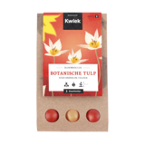 Buidel tulpen - Voorkant