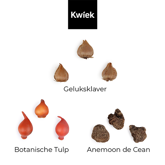 Bedankt dat je me liet groeien - Bloembollen in buidel // Eef