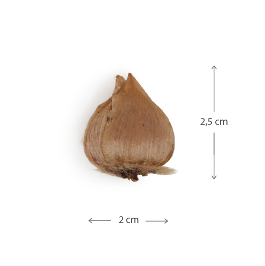 Collega bedankt - Bloembollen in buidel // Eef